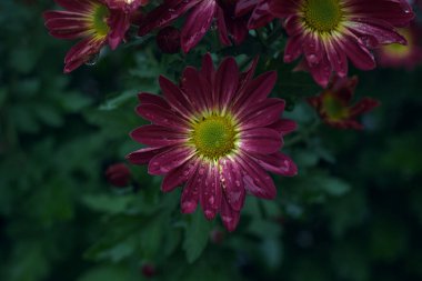 Mor kasımpatı çiçek açtı.