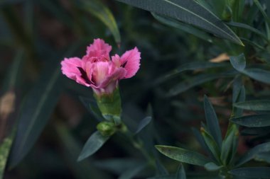 Çiçek açmış pembe karanfil.