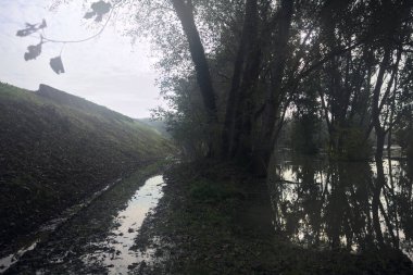 Nehir kıyısında sel basmış koruluk