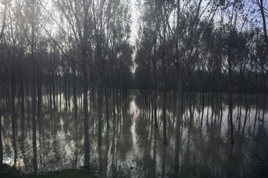 Taşrada sel basmış huş ağacı koruluğu