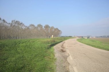 Köy yolu ve huş ağacı.