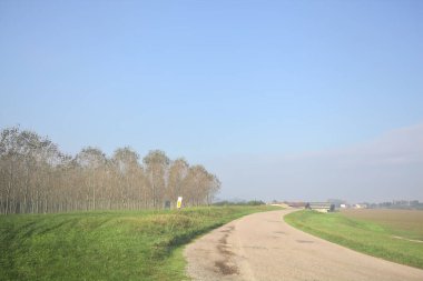 Köy yolu ve huş ağacı.