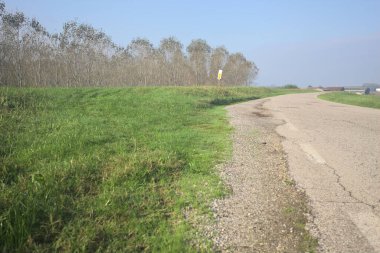 Köy yolu ve huş ağacı.