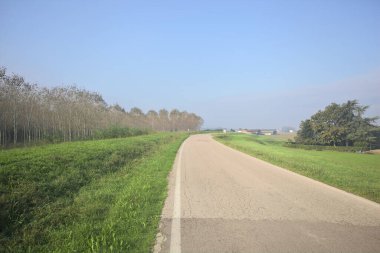 Köy yolu ve huş ağacı.