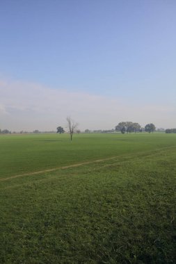 Üzerinde ağaçlar olan otlak bir alan.