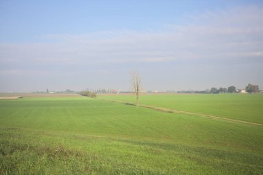 Üzerinde ağaçlar olan otlak bir alan.