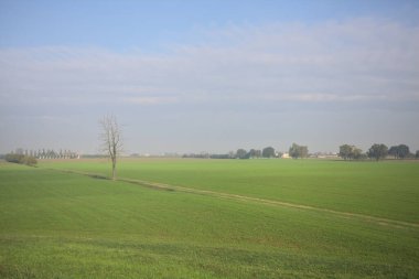 Üzerinde ağaçlar olan otlak bir alan.