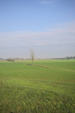 Üzerinde ağaçlar olan otlak bir alan.