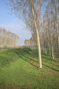 Selden sonra setin üzerindeki çimenli patika