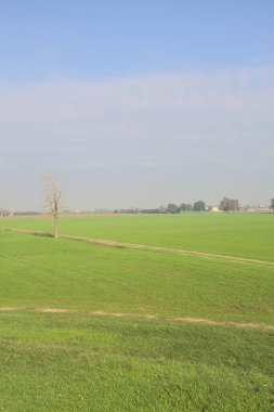 Üzerinde ağaçlar olan otlak bir alan.