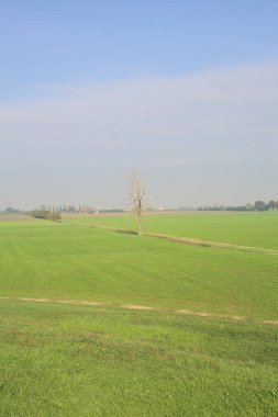 Üzerinde ağaçlar olan otlak bir alan.