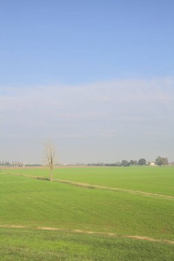 Üzerinde ağaçlar olan otlak bir alan.