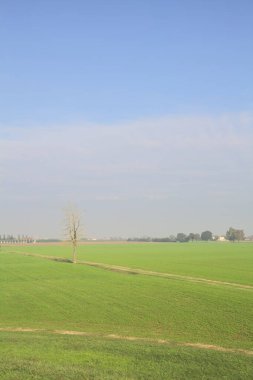 Üzerinde ağaçlar olan otlak bir alan.