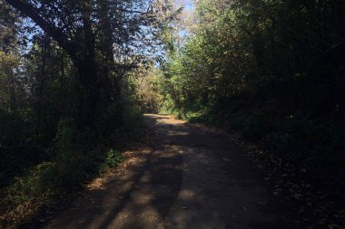 Ormanın içinden geçen dağ yolu.