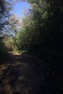 Ormanın içinden geçen dağ yolu.