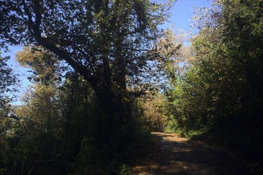 Ormanın içinden geçen dağ yolu.