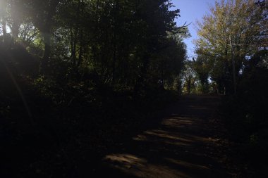 Ormanın içinden geçen dağ yolu.