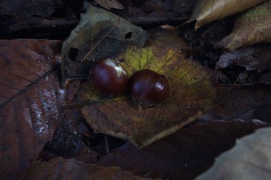 Kestaneler dökülen yapraklarda