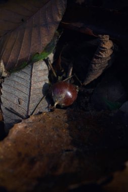 Kestaneler dökülen yapraklarda