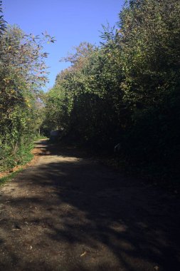 Ormanın içinden geçen dağ yolu.