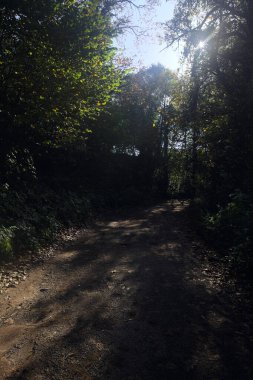 Ormanın içinden geçen dağ yolu.