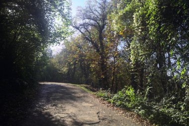 Ormanın içinden geçen dağ yolu.