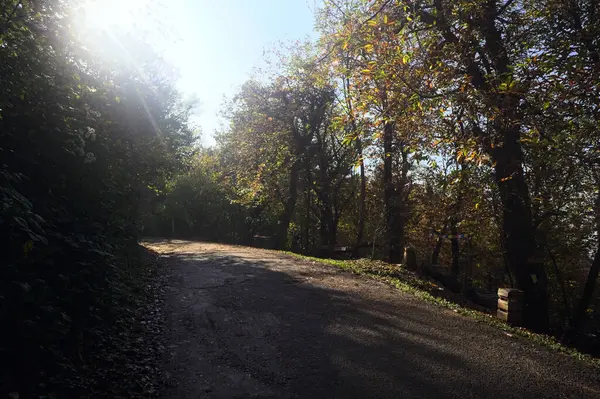 Ormanın içinden geçen dağ yolu.