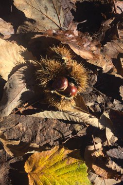 Chestnuts on fallen leaves clipart