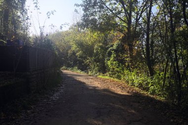 Ormanın içinden geçen dağ yolu.