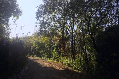 Ormanın içinden geçen dağ yolu.