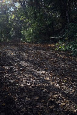 Bir patikada taş bir bank.