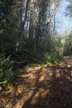 Bir patikada taş bir bank.