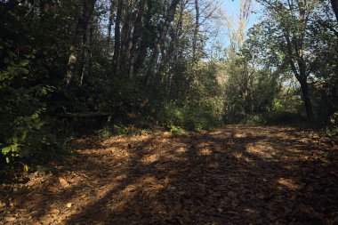 Bir patikada taş bir bank.