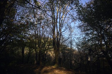 Ormanda dağ yolu