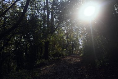 Ormanda dağ yolu