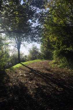Gün batımında ormanda bir patika