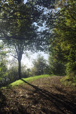 Gün batımında ormanda bir patika