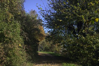 Gün batımında ormanda bir patika