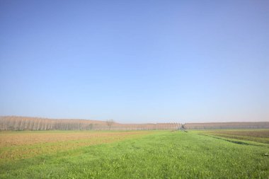 Tarla ekimi ve hendek.