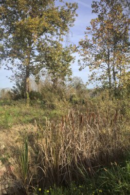 Korulukta bir hendek