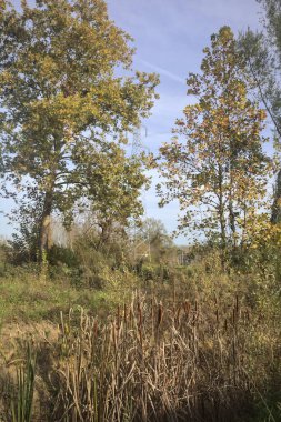 Korulukta bir hendek