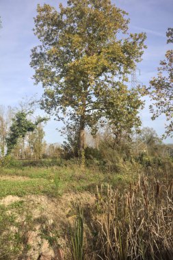 Korulukta bir hendek