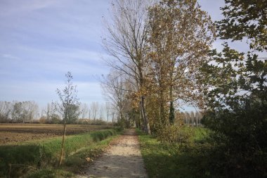 Ağaçlarla çevrili patika