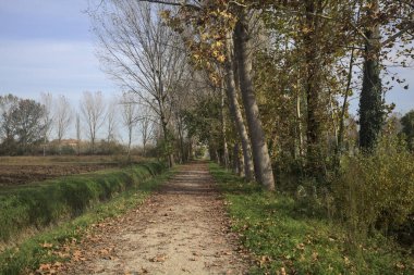 Ağaçlarla çevrili patika