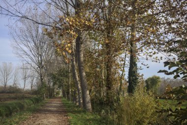 Ağaçlarla çevrili patika