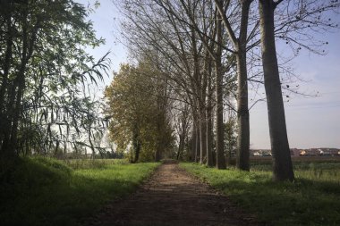 Ağaçlarla çevrili patika