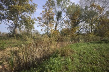 Korulukta bir hendek