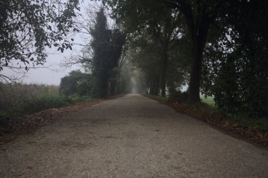 Sisin içinde dar köy yolu