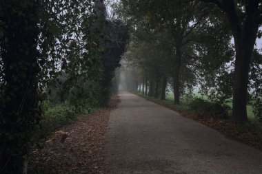 Sisin içinde dar köy yolu