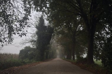 Sisin içinde dar köy yolu